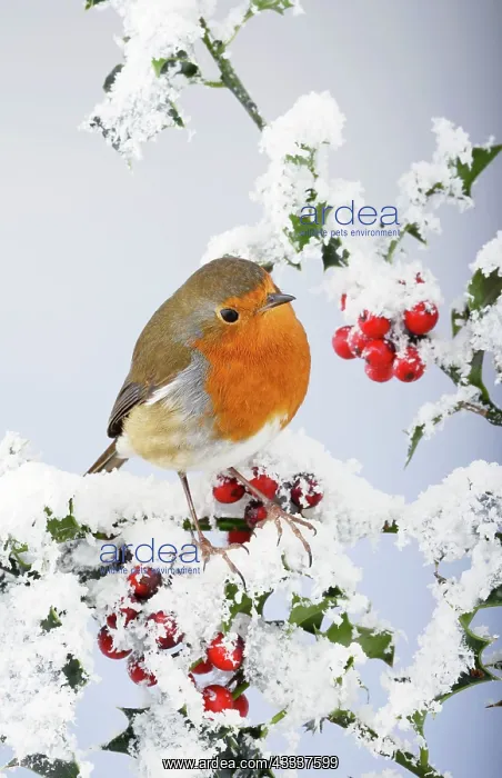 : Robin - on snow covered holly : Robin - on snow covered holly
