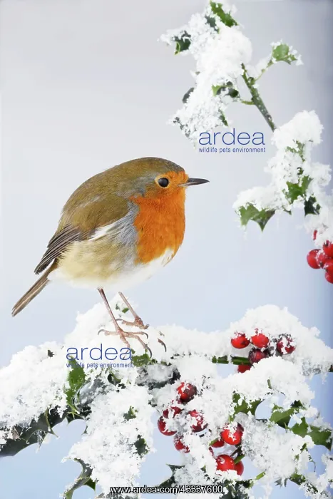 : Robin - on snow covered holly : Robin - on snow covered holly