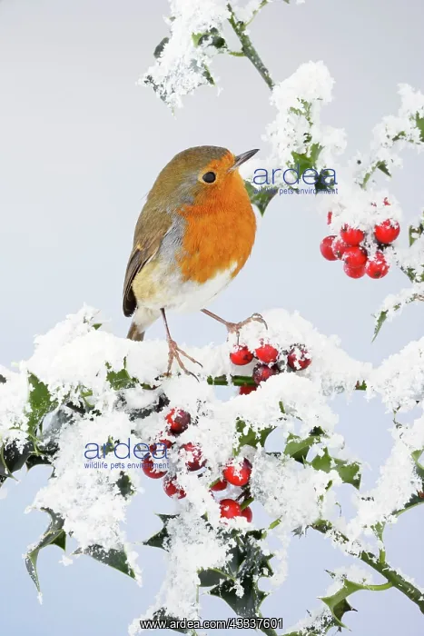 : Robin - on snow covered holly : Robin - on snow covered holly