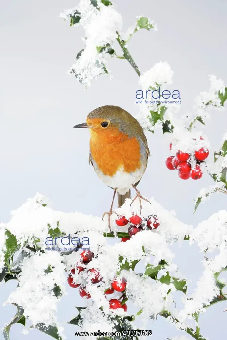 : Robin - on snow covered holly : Robin - on snow covered holly