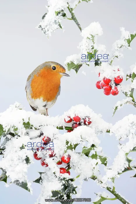 : Robin - on snow covered holly : Robin - on snow covered holly