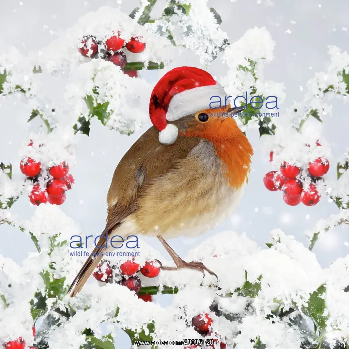 : Robin - on snow covered holly with berries 006921 : Robin - on snow covered holly with berries 006921