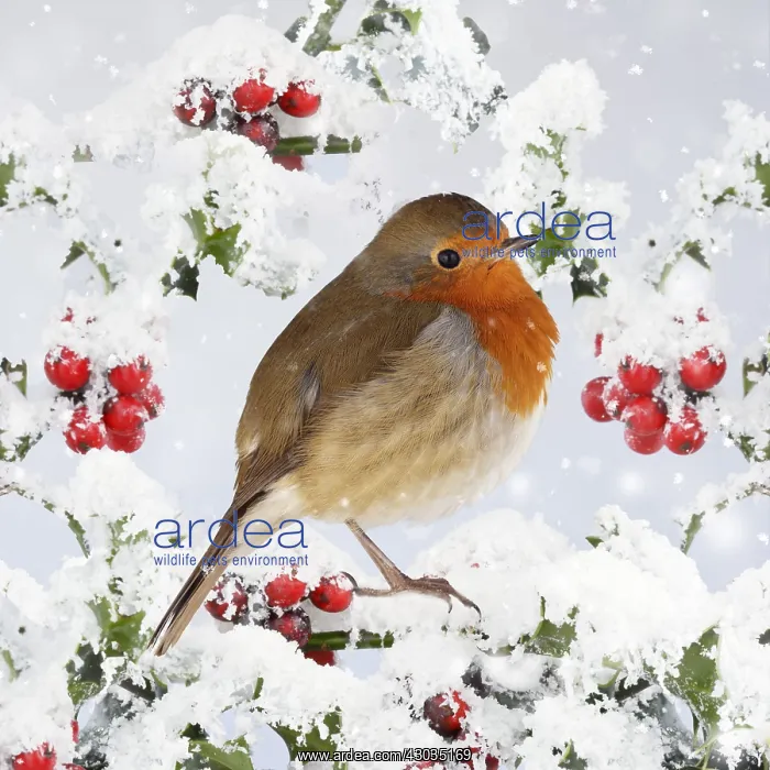 : Robin - on snow covered holly with berries 006921 : Robin - on snow covered holly with berries 006921