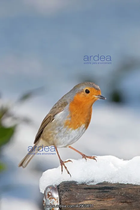 : Robin - on snow covered spade handle : Robin - on snow covered spade handle