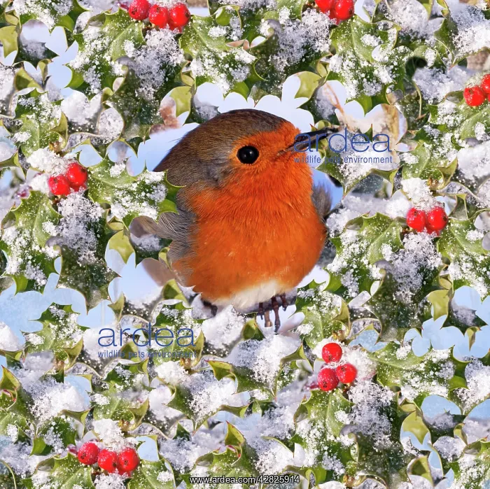 : Robin - in snow & frost covered holly : Robin - in snow & frost covered holly