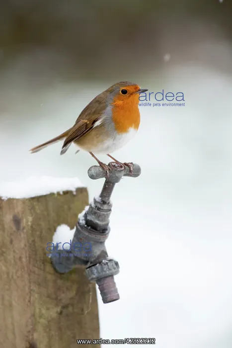 : Robin - in snow - on garden tap - Winter : Robin - in snow - on garden tap - Winter