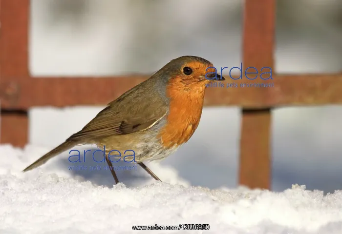 : Robin - In snow in front of garden trellis : Robin - In snow in front of garden trellis