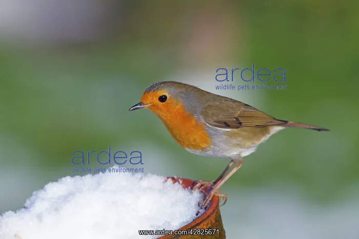 : Robin - in snow on pot : Robin - in snow on pot