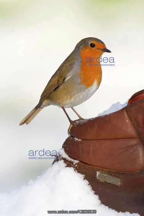 : Robin - in snow on walking boot : Robin - in snow on walking boot