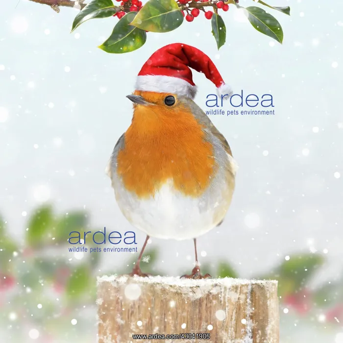  : Robin in snow wearing Christmas hat