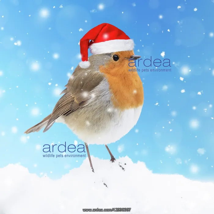 : Robin in snow wearing a red santa hat Robin in snow : Robin in snow wearing a red santa hat Robin in snow