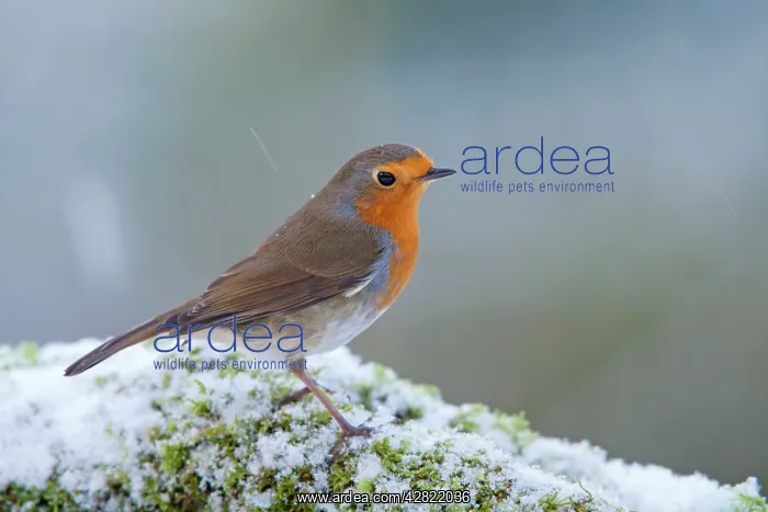 : Robin - in snow - winter