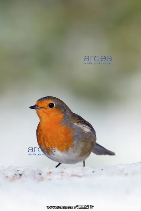 : Robin - in snow - Winter : Robin - in snow - Winter