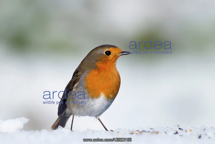 : Robin - in snow - Winter : Robin - in snow - Winter