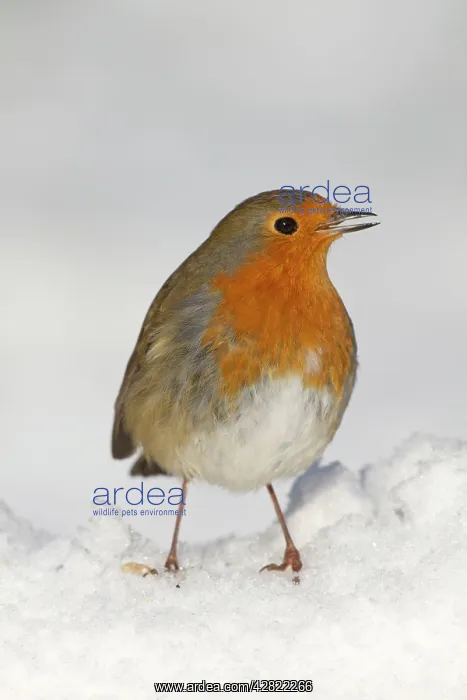  : Robin - in snow - Winter