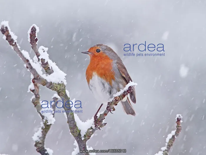 : Robin - in snowstorm : Robin - in snowstorm