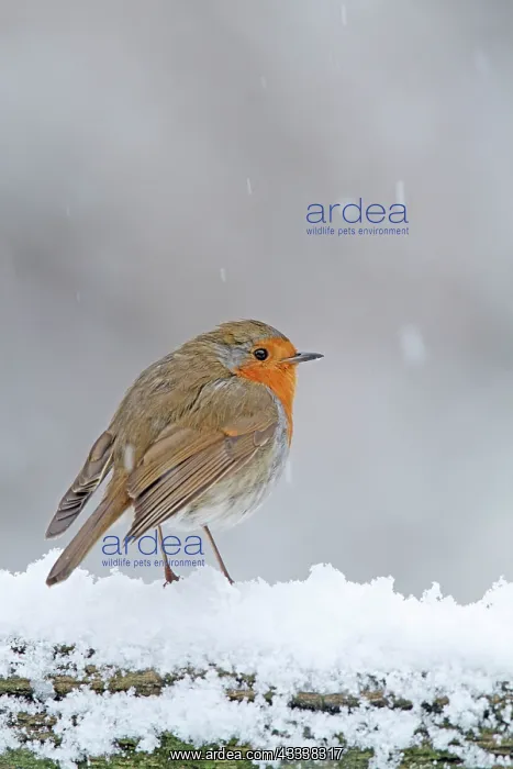 : Robin - in snowstorm : Robin - in snowstorm
