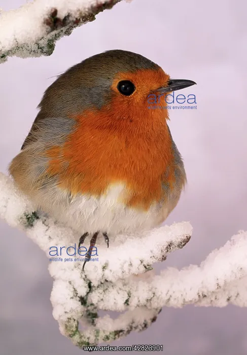 : Robin - on snowy branch : Robin - on snowy branch