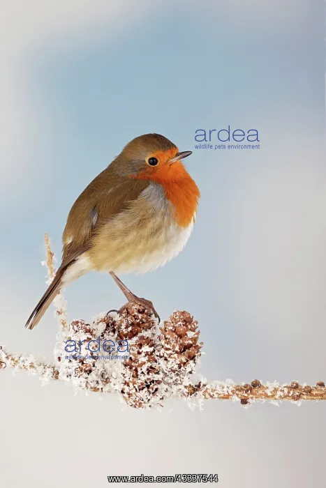  : Robin - on snowy branch