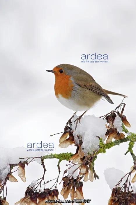 : Robin - on snowy branch : Robin - on snowy branch