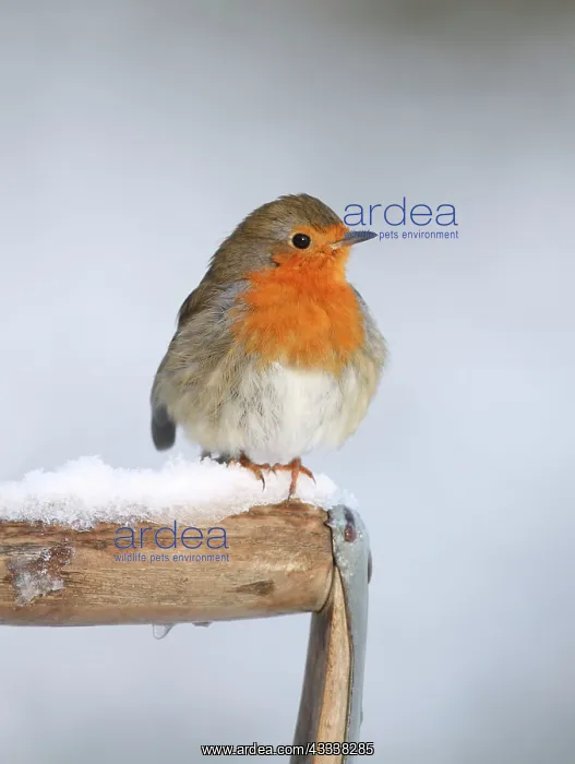  : Robin - on snowy fork handle
