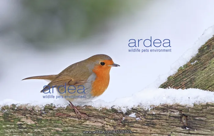 : Robin - on snowy gate : Robin - on snowy gate