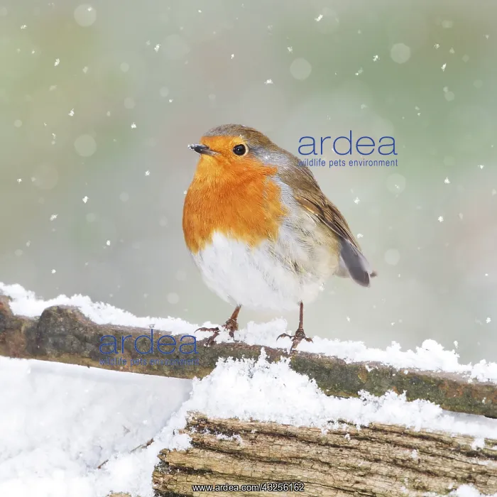 : Robin, on snowy gate, Bedfordshire UK 008001 : Robin, on snowy gate, Bedfordshire UK 008001