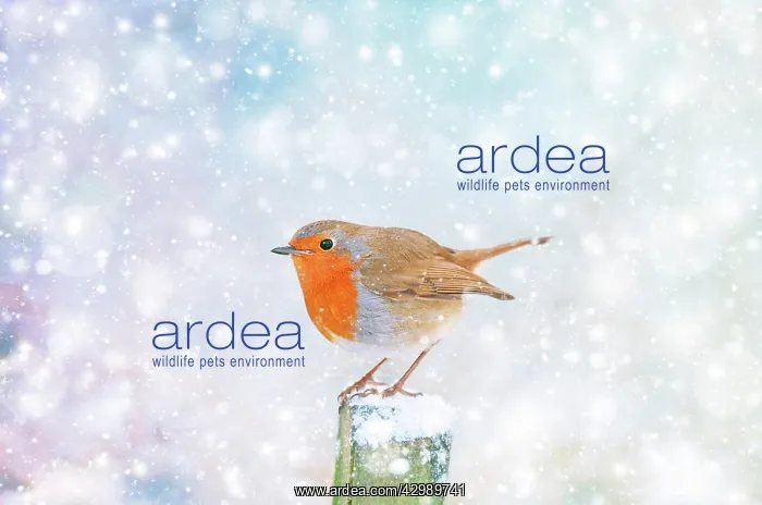  : Robin - on snowy post