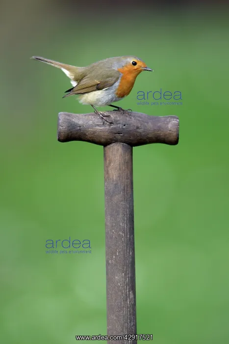 : Robin - on spade handle in garden : Robin - on spade handle in garden