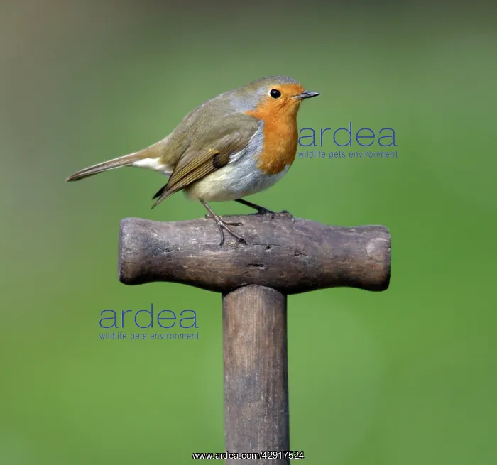 : Robin - on spade handle in garden : Robin - on spade handle in garden