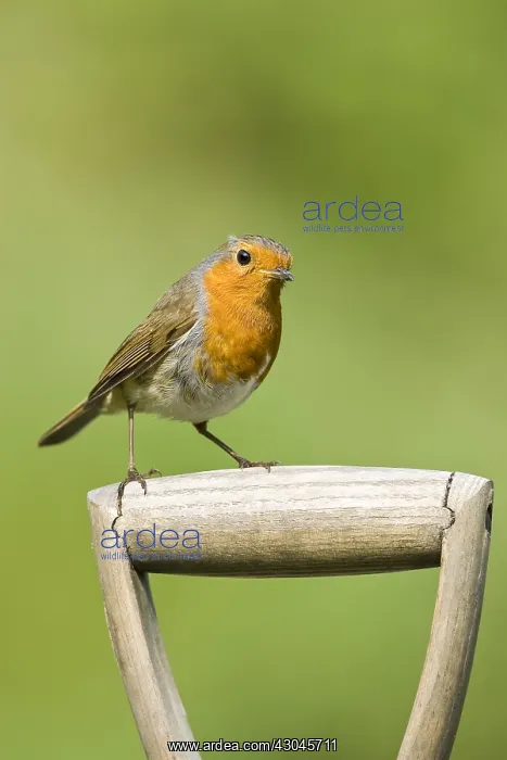 : Robin on spade handle - Norfolk UK : Robin on spade handle - Norfolk UK