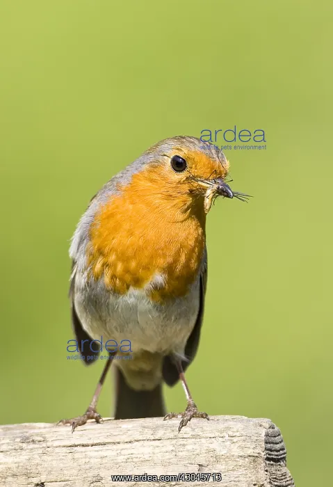 : Robin on spade handle - Norfolk UK : Robin on spade handle - Norfolk UK