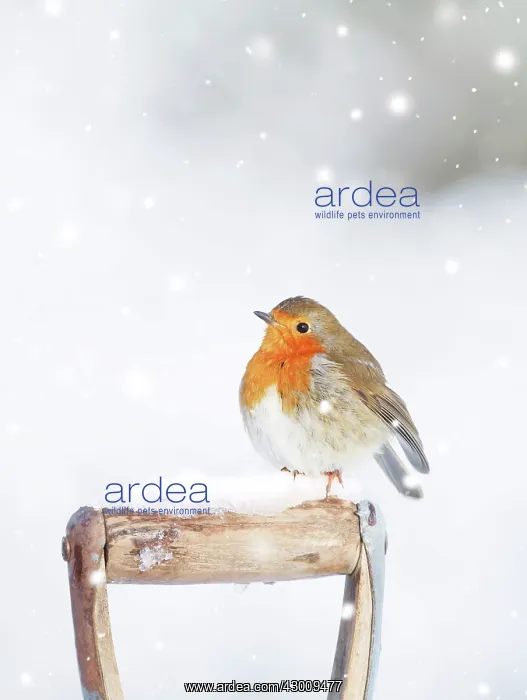 : Robin - on spade handle in snow : Robin - on spade handle in snow