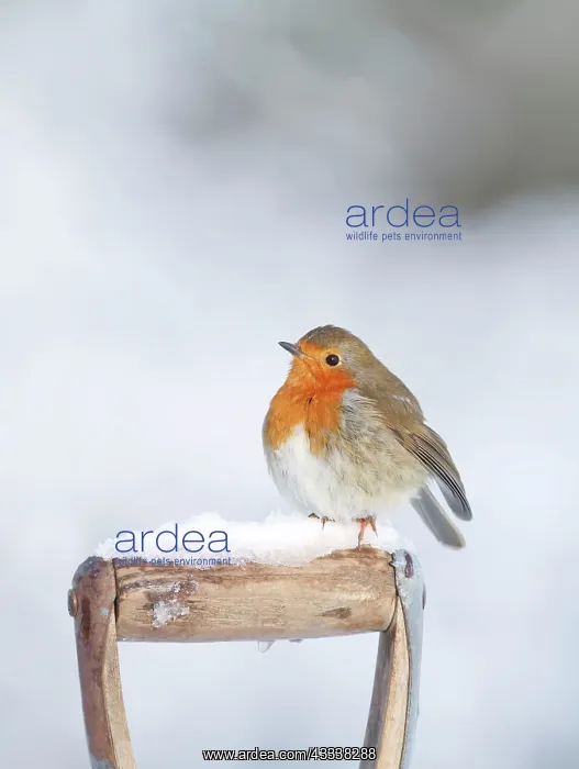 : Robin - on spade handle in snow : Robin - on spade handle in snow