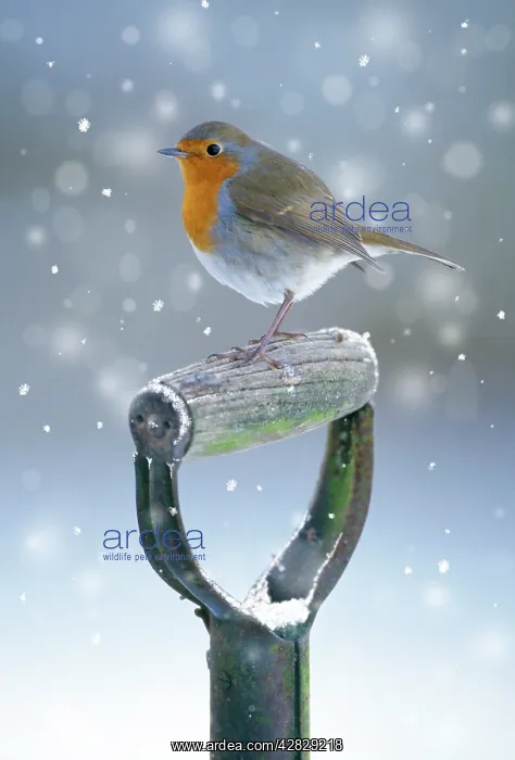 : Robin - on spade handle in winter : Robin - on spade handle in winter