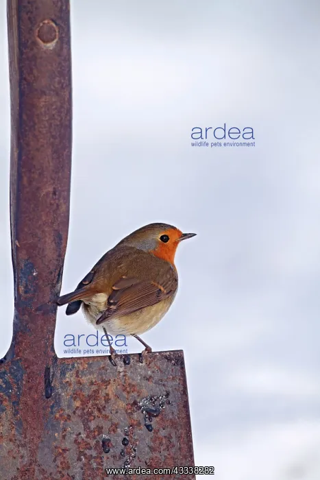 : Robin - on spade in snow : Robin - on spade in snow