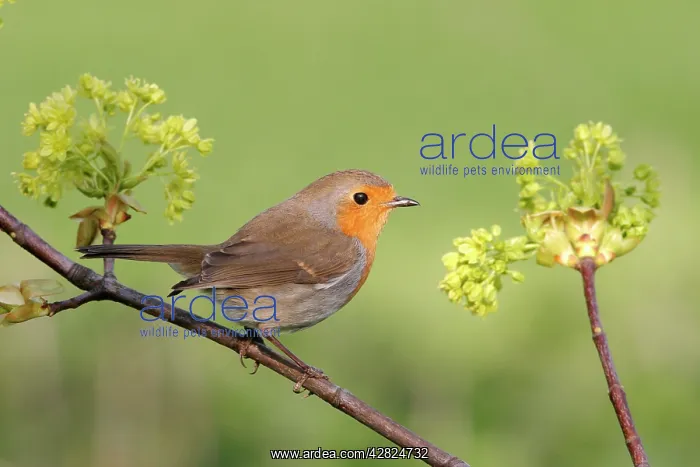 : Robin - With Sycamore flowers : Robin - With Sycamore flowers