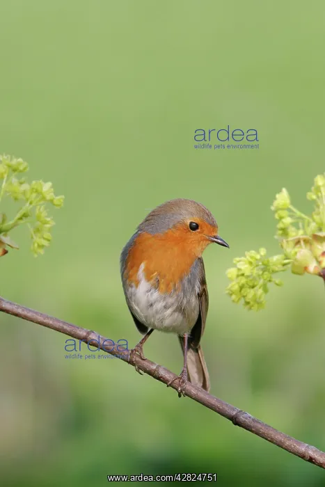 : Robin - With sycamore flowers : Robin - With sycamore flowers