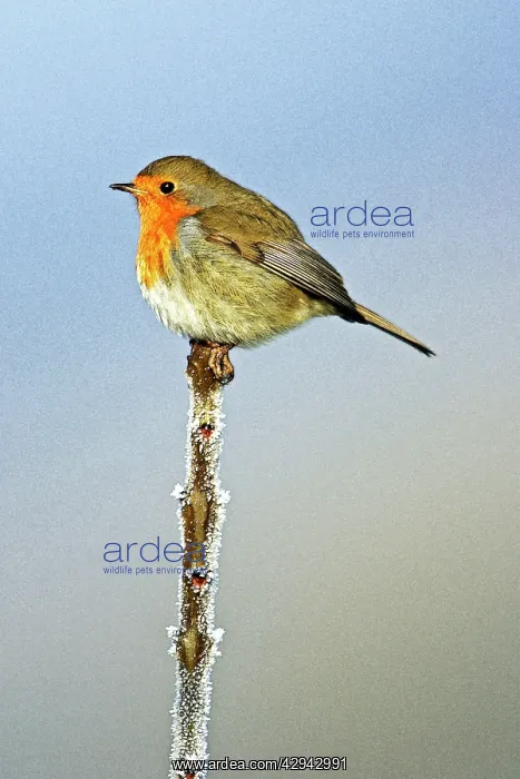 : Robin - On tree-top, by frosty weather, winter : Robin - On tree-top, by frosty weather, winter