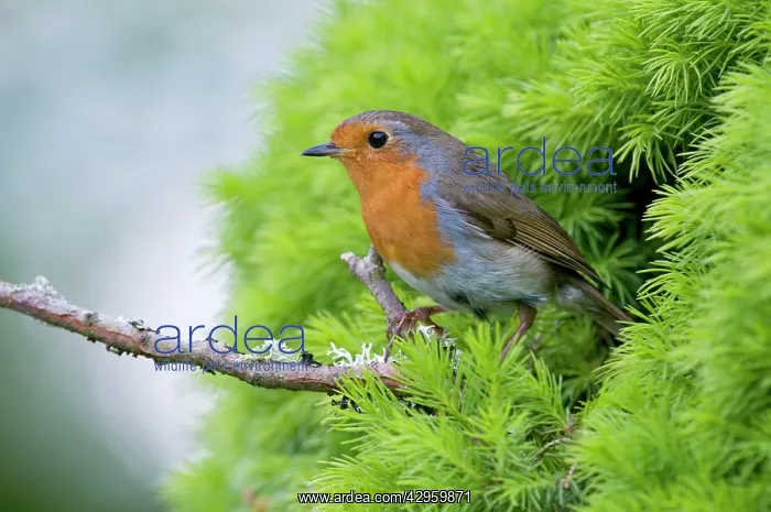 : Robin - on twig leaving nest : Robin - on twig leaving nest