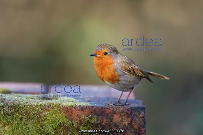 : Robin - UK : Robin - UK