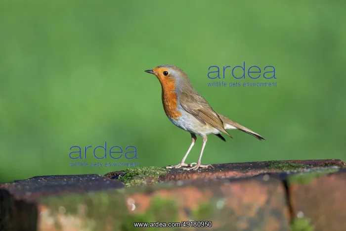  : Robin - UK