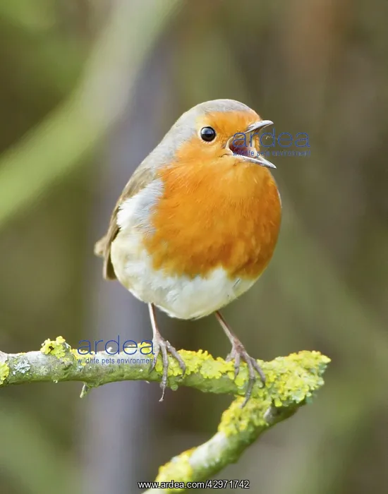 : Robin - in full voice - February : Robin - in full voice - February