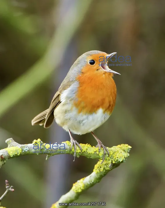 : Robin - in full voice - February : Robin - in full voice - February