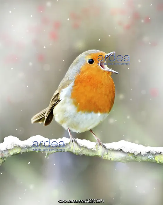 : Robin - in full voice - February : Robin - in full voice - February