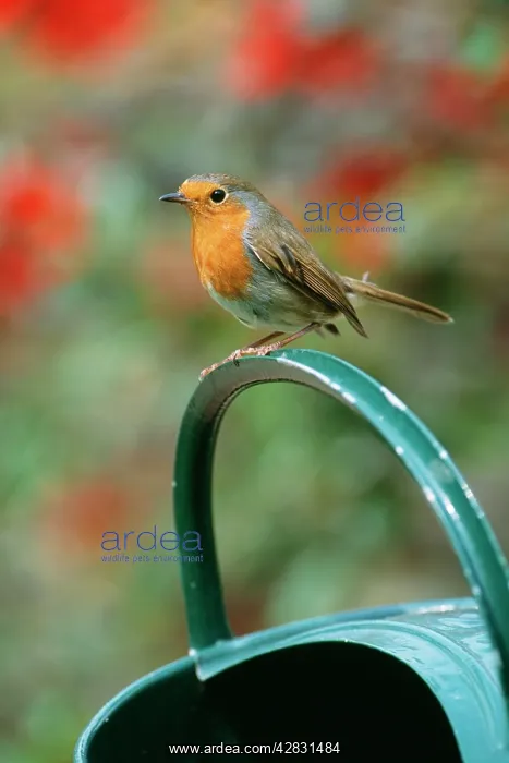 : ROBIN - on watering can : ROBIN - on watering can