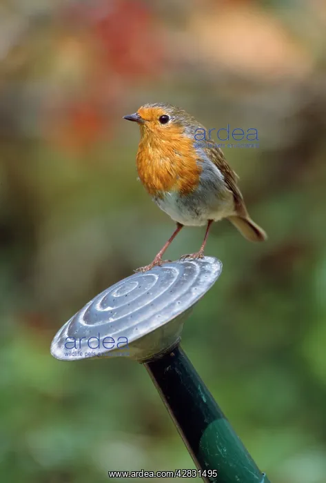 : Robin - on watering can : Robin - on watering can