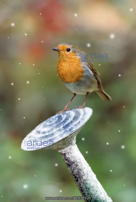 : Robin - on watering can in winter : Robin - on watering can in winter