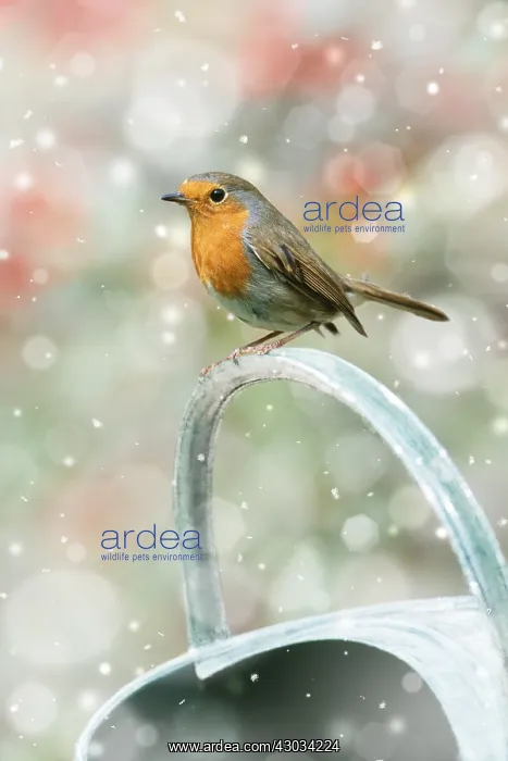  : Robin, on watering can in winter snow