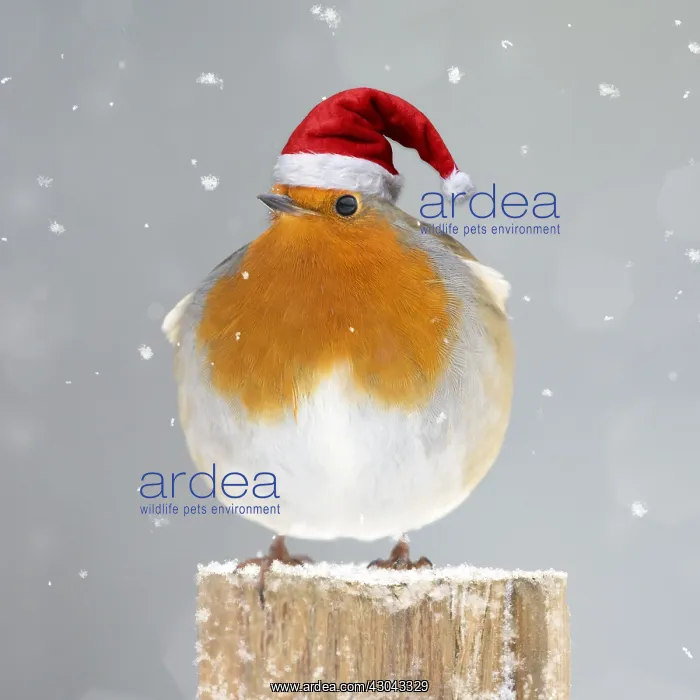 : Robin wearing Christmas hat. Digital manipulation : Robin wearing Christmas hat. Digital manipulation